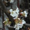 Stella Cherry #5 - Image 2